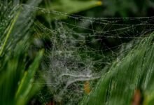 high performance web growth