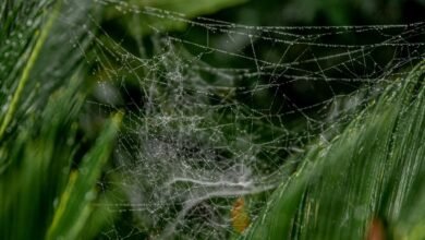 high performance web growth