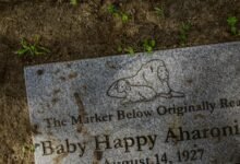 smart efficiency online platform